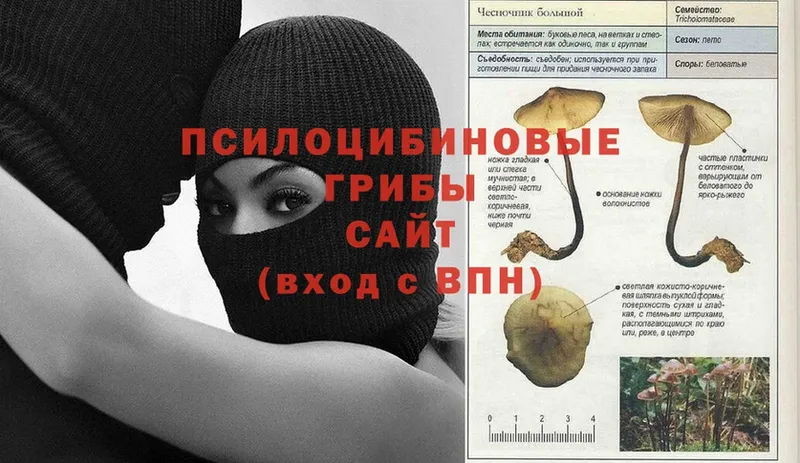 Галлюциногенные грибы Psilocybine cubensis  Будённовск 